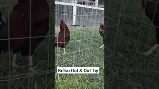 kelsos Out amp Out by Thundervalley game farm [upl. by Scrivens]