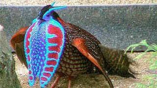 Temmincks tragopan Tragopan temminckii  male  dance  display [upl. by Haya]