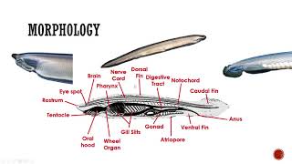 Branchiostoma –Habit habitat and anatomy [upl. by Hardunn752]