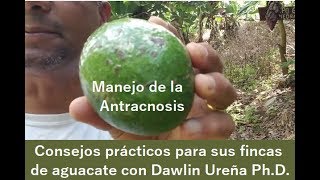 Manejo de la Antracnosis en palta [upl. by Nitsraek117]