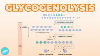 Glycogenolysis Glycogen Breakdown  Metabolism [upl. by Anatnahs]