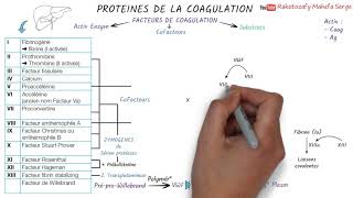 PROTEINES DE LA COAGULATION [upl. by Ozne]