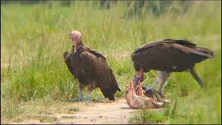 Lappetfaced vulture in action eating Zebra [upl. by Ulrikaumeko]