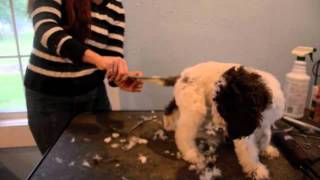 LAGOTTO PUPPIES SHORT VERSION [upl. by Jelena]