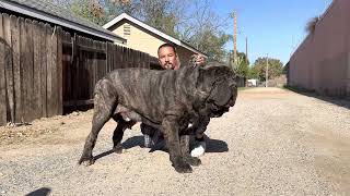 American Molossus Old World Monstro at 22 months 240 lbs [upl. by Aala]