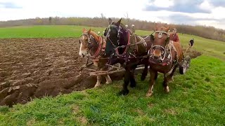 How are Barons plowing skills coming along  Three Draft Horses Plowing a Field 474 [upl. by Ellertnom]