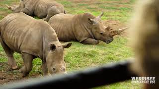 Virtual Safari Tour at Werribee Open Range Zoo [upl. by Shel]