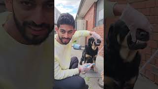 Dog Brushing shortsfeed telugu funny dogs pets youtubeshorts shorts shortvideo love health [upl. by Alaaj]