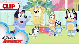 Stumpfest 🌳  Bluey  Disney Junior [upl. by Eiruam166]