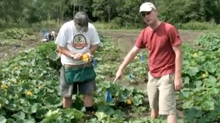 Hand Pollination of Squash [upl. by Idnac]