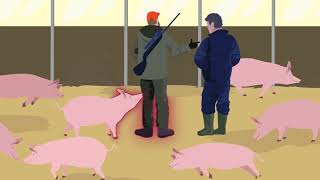 African Swine Fever how to stay one step ahead [upl. by Einnim416]