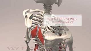 Rhomboid Major Shoulder Series Part 2 3D Animation [upl. by Sloane]