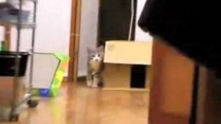 The BEST Stealth Cat with Scary Music [upl. by Zela]