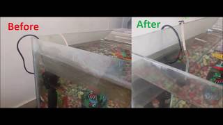 Cleaning Hard Water Stains in Aquarium  Simple Steps and No Chemicals [upl. by Yud861]