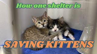 Inside a Kitten Shelter Program [upl. by Elem]