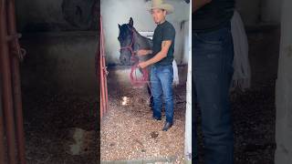 Labores en una pesebrera parte 1 viralvideo caballos [upl. by Naleag]