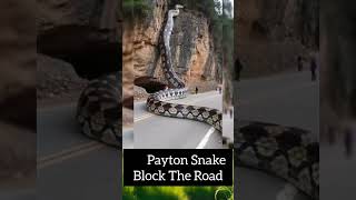 Payton Snake Block The Road😲😲 anaconda snakeshorts [upl. by Ennairda]