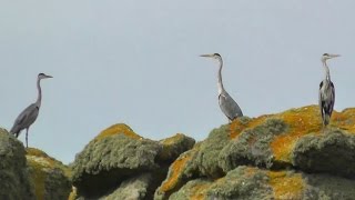 Grey Herons and Little Egrets on The Rocks  Isles of Scilly Boat Trip [upl. by Daly]