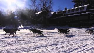 Aventures Plein Air  Traineau à chien  Dog Sledding [upl. by Riki]