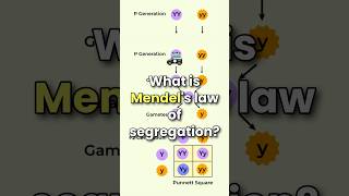 what is Mendel law of segregation [upl. by Durst]