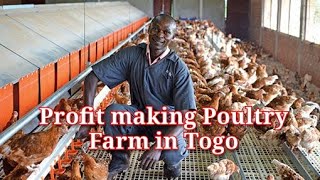 PROFIT Making Poultry Farm in Togo [upl. by Raila403]