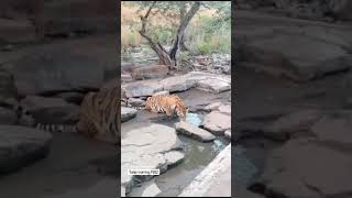 the thirsty P 652 tiger at pannatigerreserve savetiger wildlife animalsighting tigersighting [upl. by Aleedis]