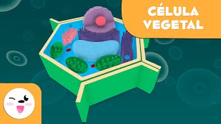 La célula vegetal y sus partes  Ciencias Naturales  Vídeo educativo para niños [upl. by Pamela]