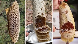 🐝 Wild Honey Harvesting Satisfying  Harvesting honey from giant Honeybee 2 [upl. by Meekah873]