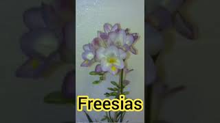 PLANTAS FREESIAS [upl. by Nodnol]