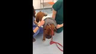 What to Expect Fitting a Holter Monitor on a Dog [upl. by Cyrillus419]