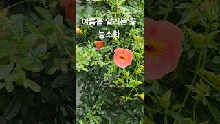 능소화24623campsis grandiflora [upl. by Tehcac]