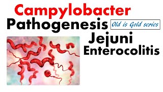 Campylobacter pathogenesis  Jejuni and enterocolitis [upl. by Errol]