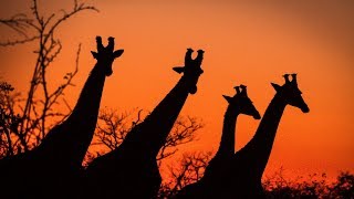 Game viewing in the Maseke Balule Game Reserve [upl. by Enomrej788]