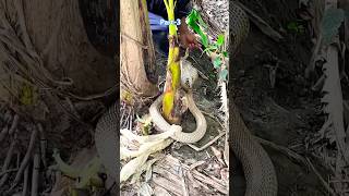 Rescued the huge snake from the coconut tree Part3 cobra tranding amazing snake [upl. by Roana56]