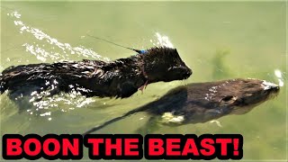 Boon the Greatest Muskrat Hunter of Them All [upl. by Gardener552]