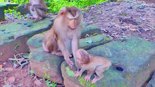 Baby monkey Jenifer want to see grandma Ashleys face close how brave she is [upl. by Selassie242]