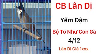 Bổi 412 Siêu Đẹp Lân Tê Dị Giá Siêu Rẻ 1₫2 3 Bé Bổi Bộ To Siêu Đẹp Giọng chuông Soắn [upl. by Nilre]