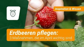 Erdbeeren 3 Pflegemaßnahmen die im April wichtig sind [upl. by Zacherie]