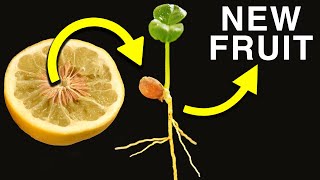 How New Citrus Varieties are Made [upl. by Sheply]