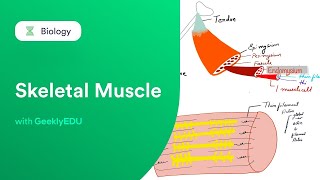 GeeklyHub Skeletal Muscle  Actin amp Myosin  Anatomy amp Physiology [upl. by Ennyleuqcaj]