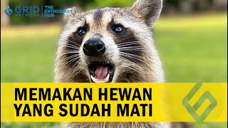 Mengenal Karakteristik Hewan Omnivora 🦝 [upl. by Sharia]