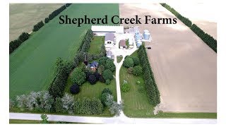 Drone Footage of Our Farm Sheep amp Grain Vlog 84 [upl. by Philana952]