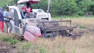 Rice Harvester of the Philippines  Old Rice Harvester [upl. by Engdahl444]