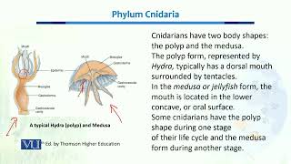 Phylum Cnidaria  Biodiversity amp EvolutionII  BT201Topic035 [upl. by Rust]