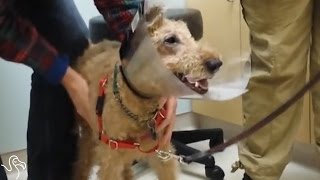 Dog Who Went Blind Gets Surgery So He Can See His Family Again [upl. by Quint756]