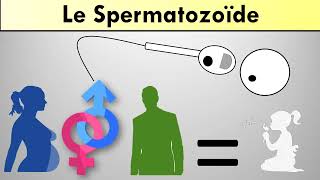 Le spermatozoïde [upl. by Brenner]