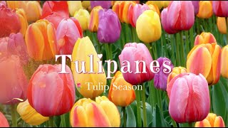 10 datos fascinantes sobre los tulipanes 🌷 10 Amazing Facts About Tulips tulipanes tulipseason [upl. by Budge]