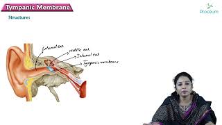 Tympanic membrane  Head and Neck Anatomy  MBBS Lecture [upl. by Engamrahc]