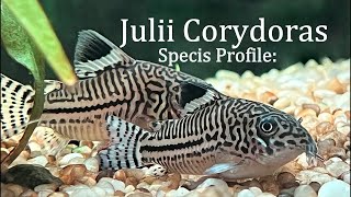 JULII CORYS EVERYTHING YOU NEED TO KNOW  SPECIES PROFILE [upl. by Nadnal]