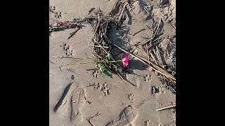 Broughty Ferry Beach October 2024 [upl. by Millman]